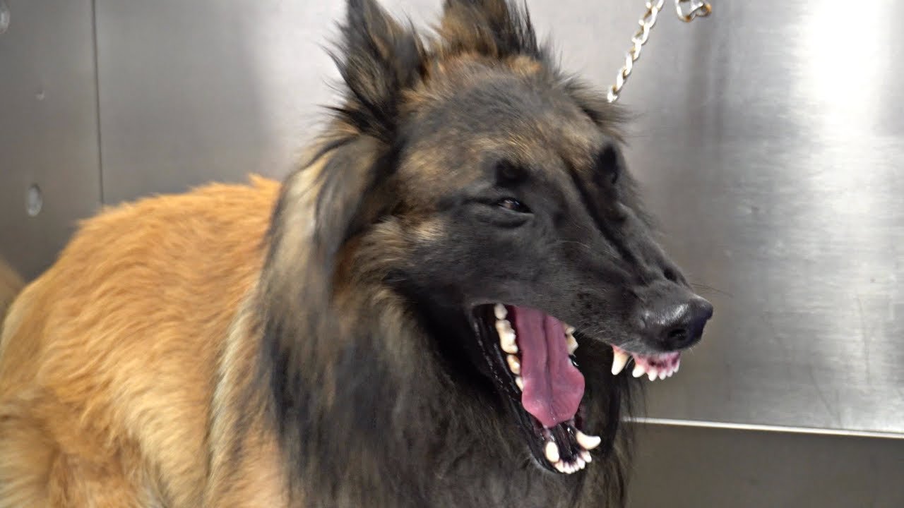 The Stunning Beauty of a Tervuren