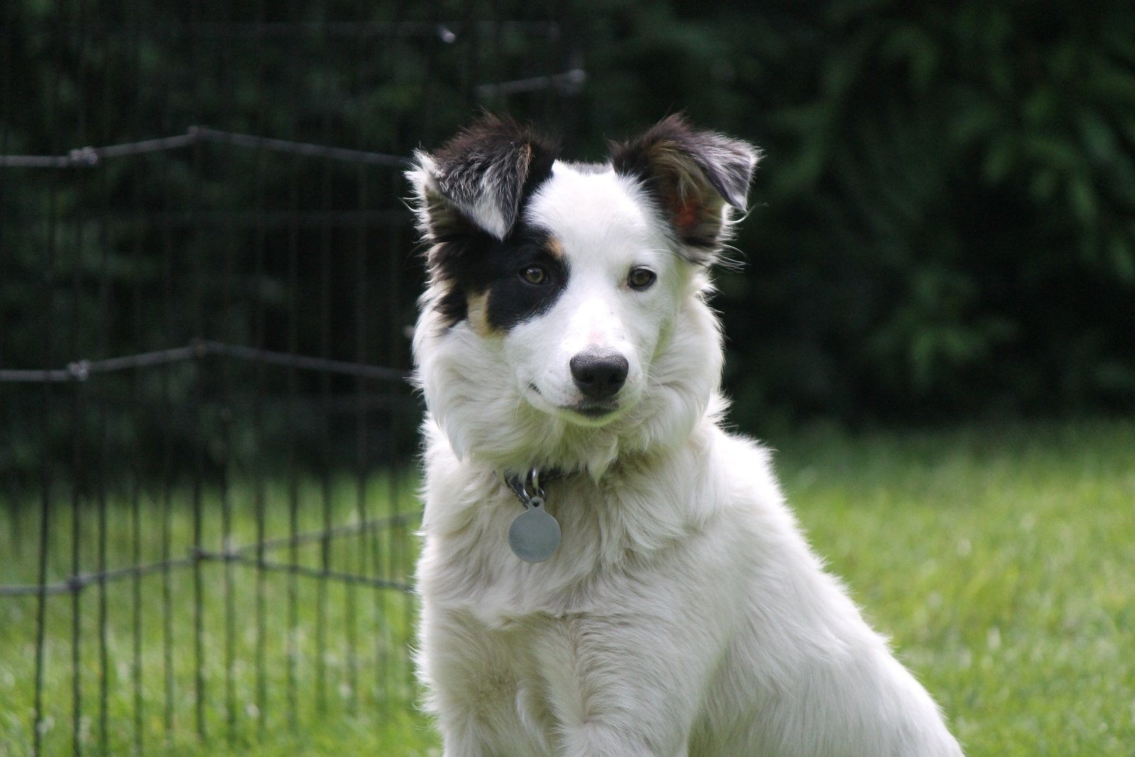 What Is The Lifespan Of A Border Collie?