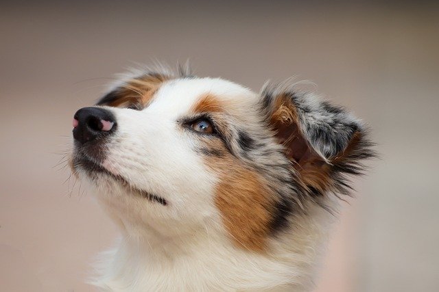 Are Australian Shepherds Good With Children?