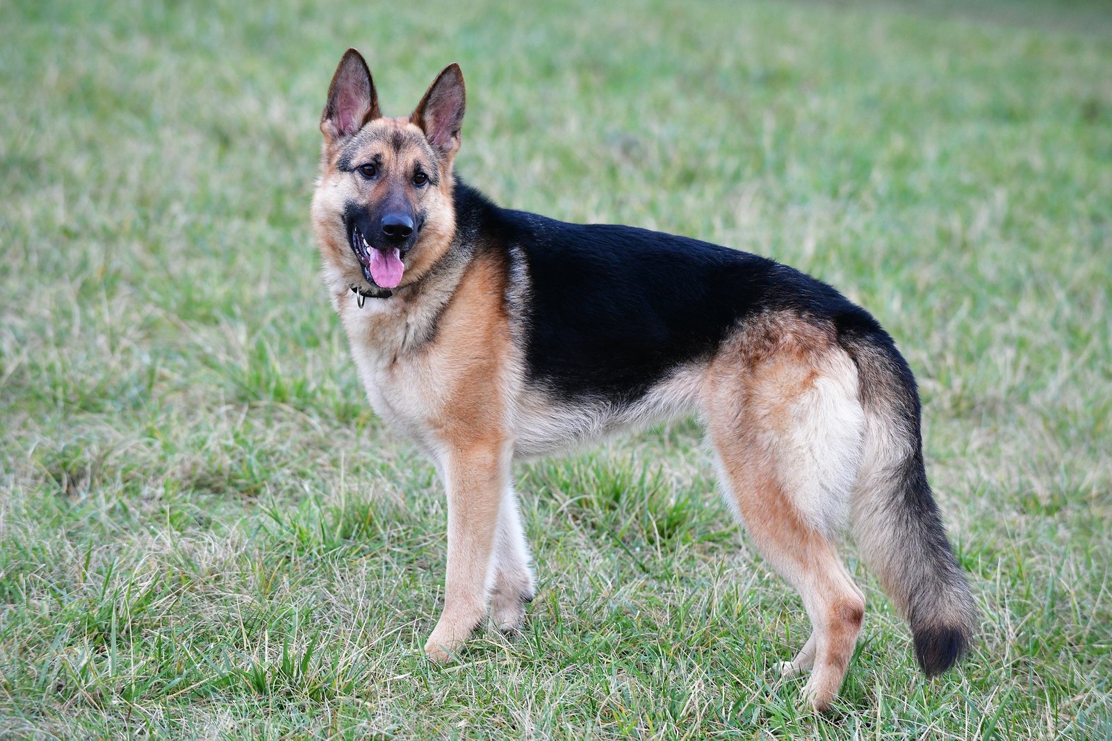 7 Tips for Training German Shepherds