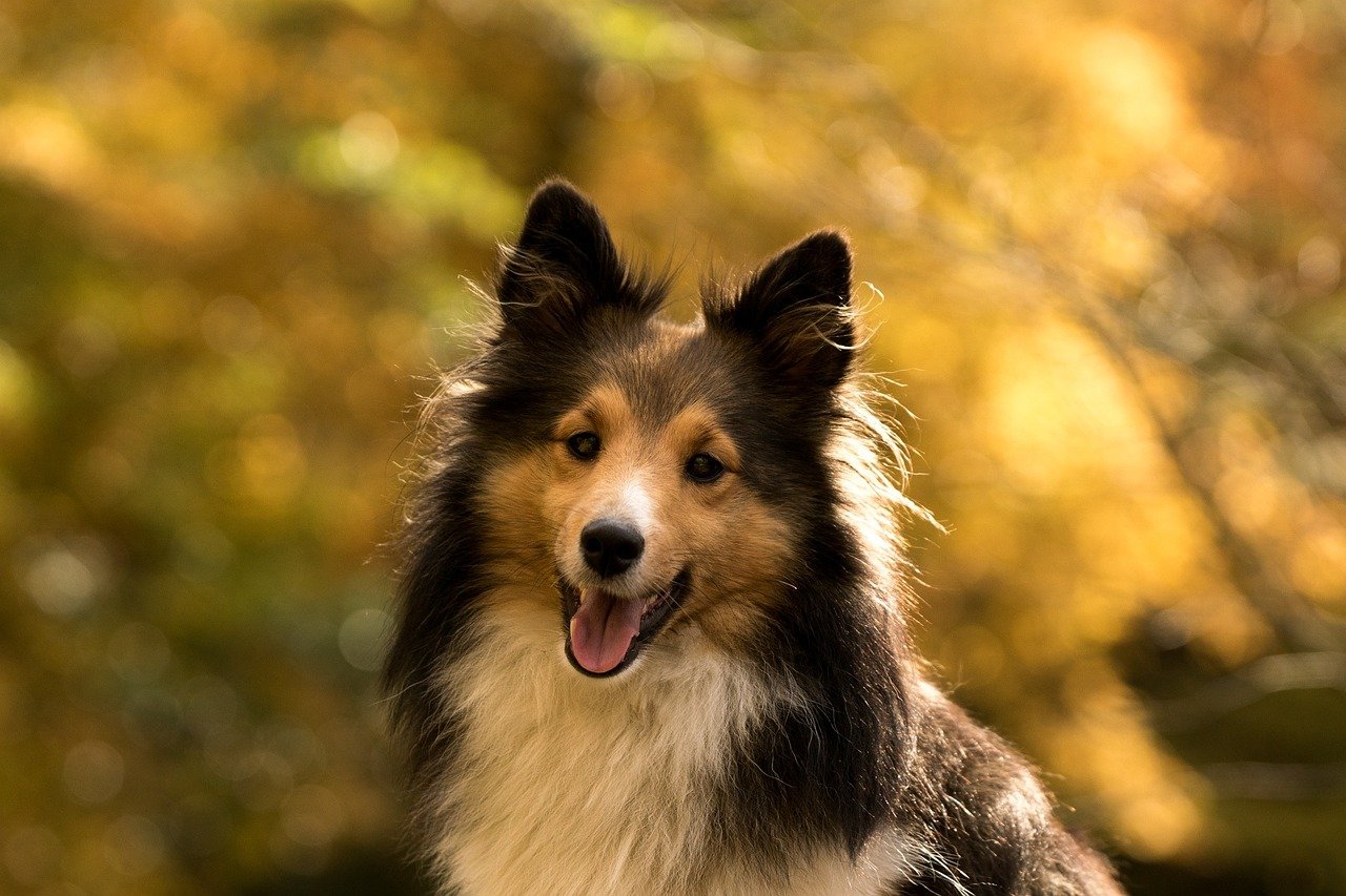 The Herding Dog Breeds