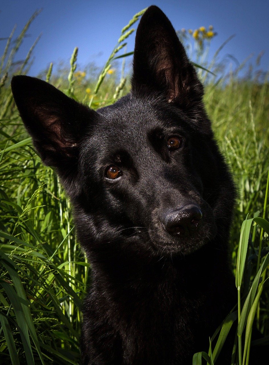 50 Great Names For A German Shepherd Dog