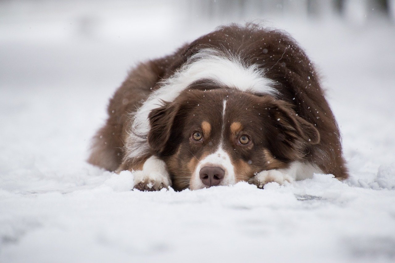 Can Australian Shepherds Be Left Alone?