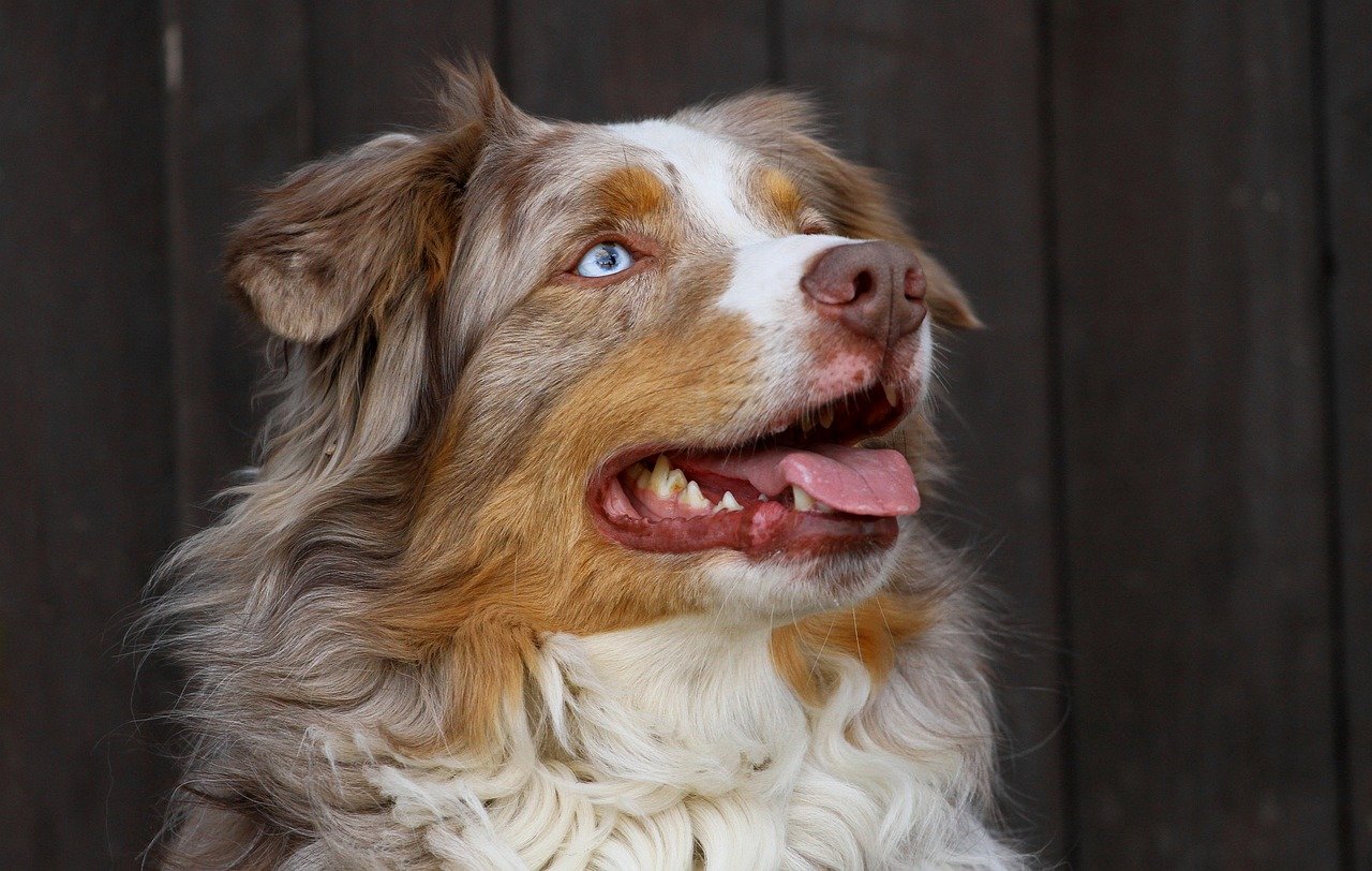 50 Great Names For An Australian Shepherd Dog