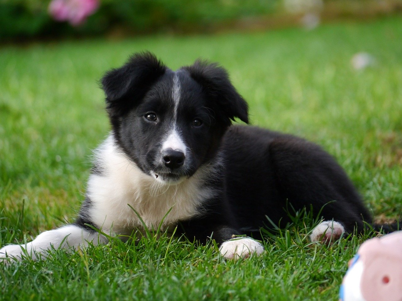 What Is The Recommended Age To Start Obedience Training For A Border Collie Puppy?