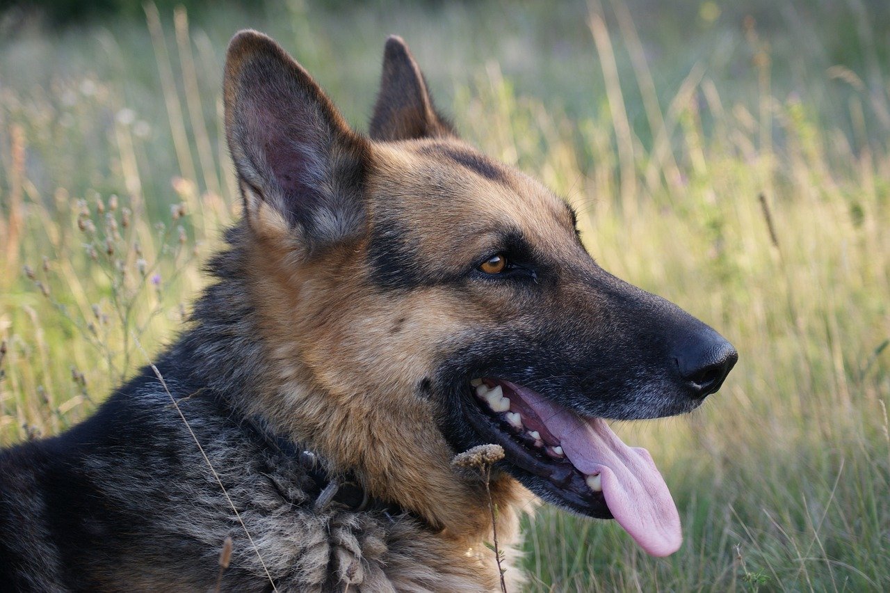 24 Fun Facts About Shepherd Dogs For 2024