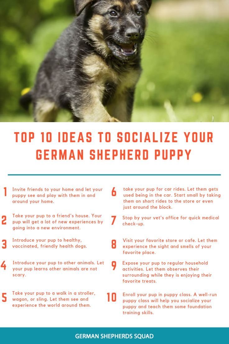 How Do You Socialize A German Shepherd Puppy?