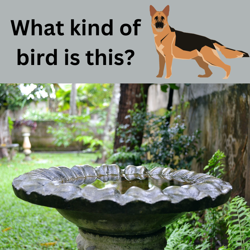 Cute German Shepherd in the Bird Bath