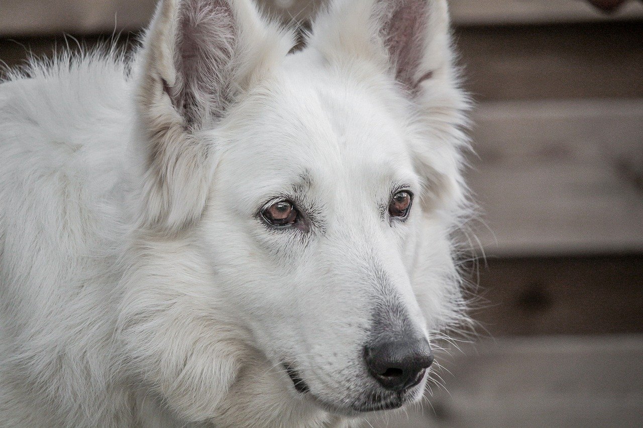 What Are Effective Strategies For Crate Training A Berger Blanc Suisse?