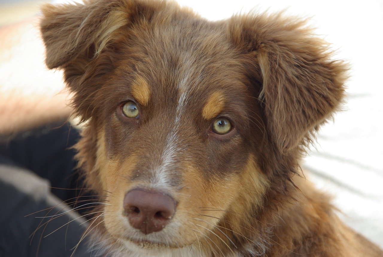 How Do I Train My Australian Shepherd To Be Comfortable With Grooming Tasks?