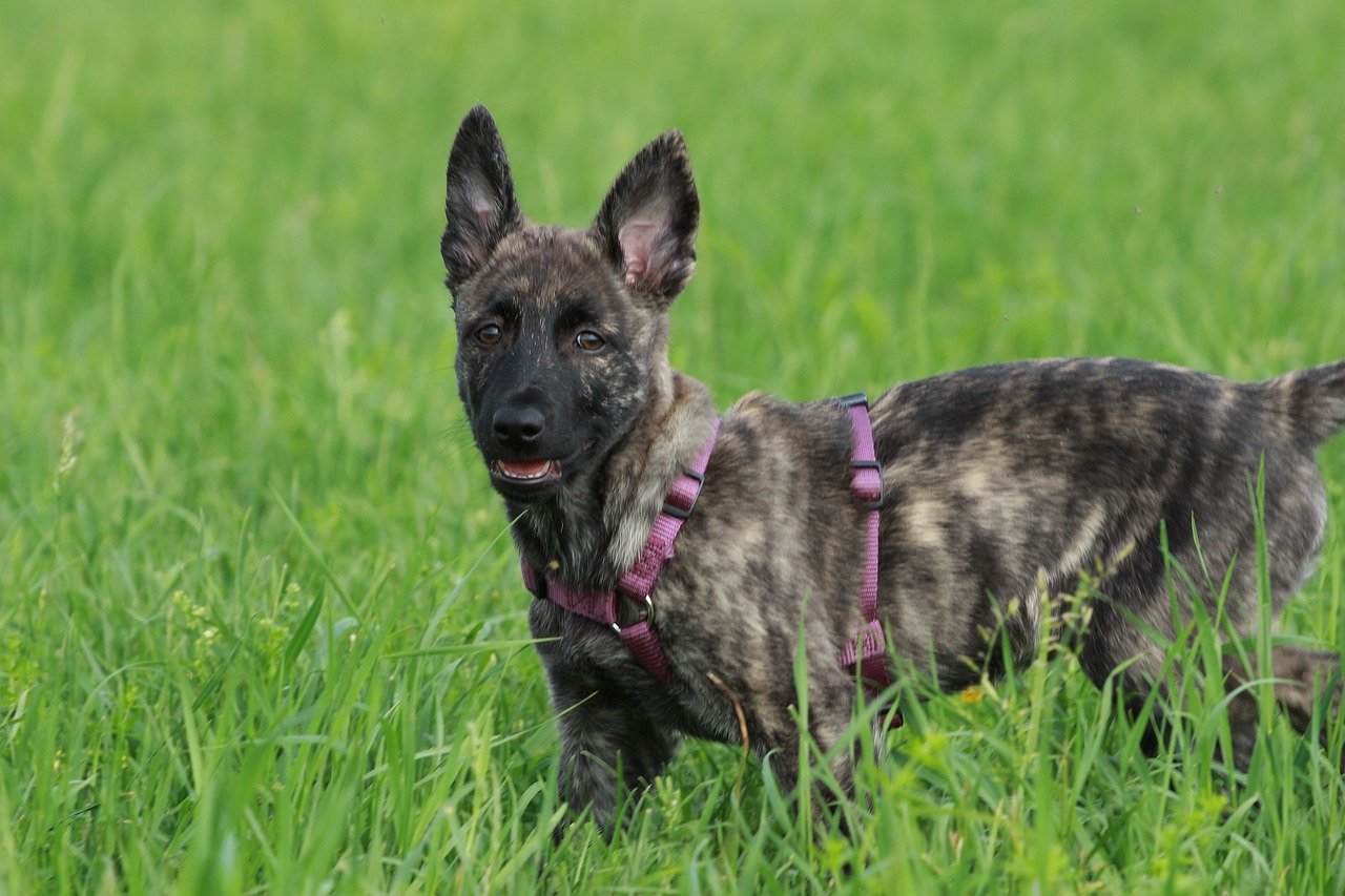 How Do You Train A Dutch Shepherd For Obedience?