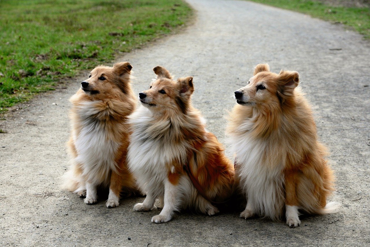 50 Great Names For A Sheltie