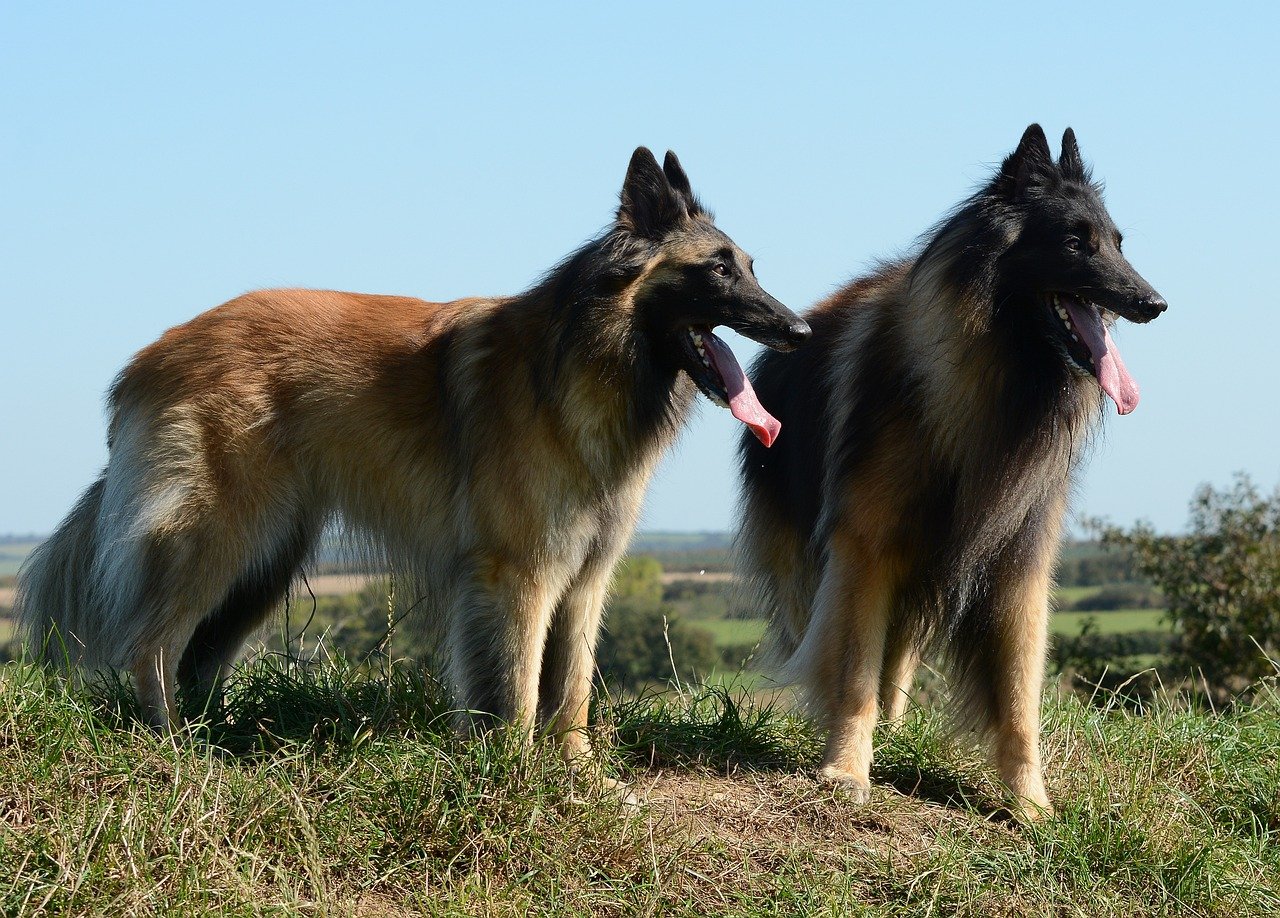 50 Great Names For A Belgian Tervuren Dog