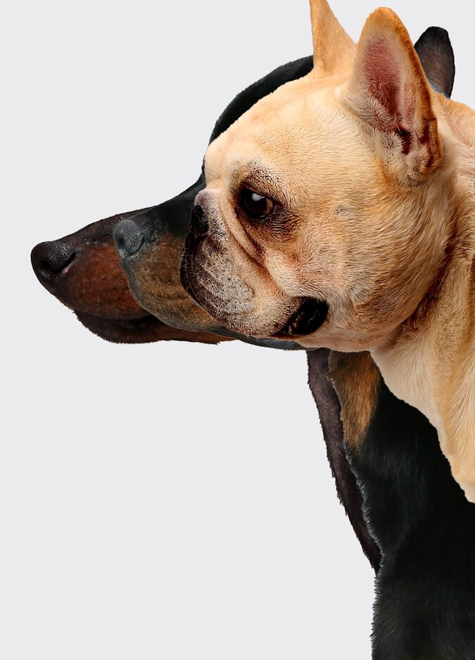 Breed Longevity: Where Do the Shepherd Breeds Stand?