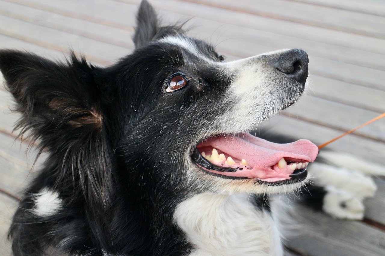 What Is The Average Lifespan Of A Border Collie?