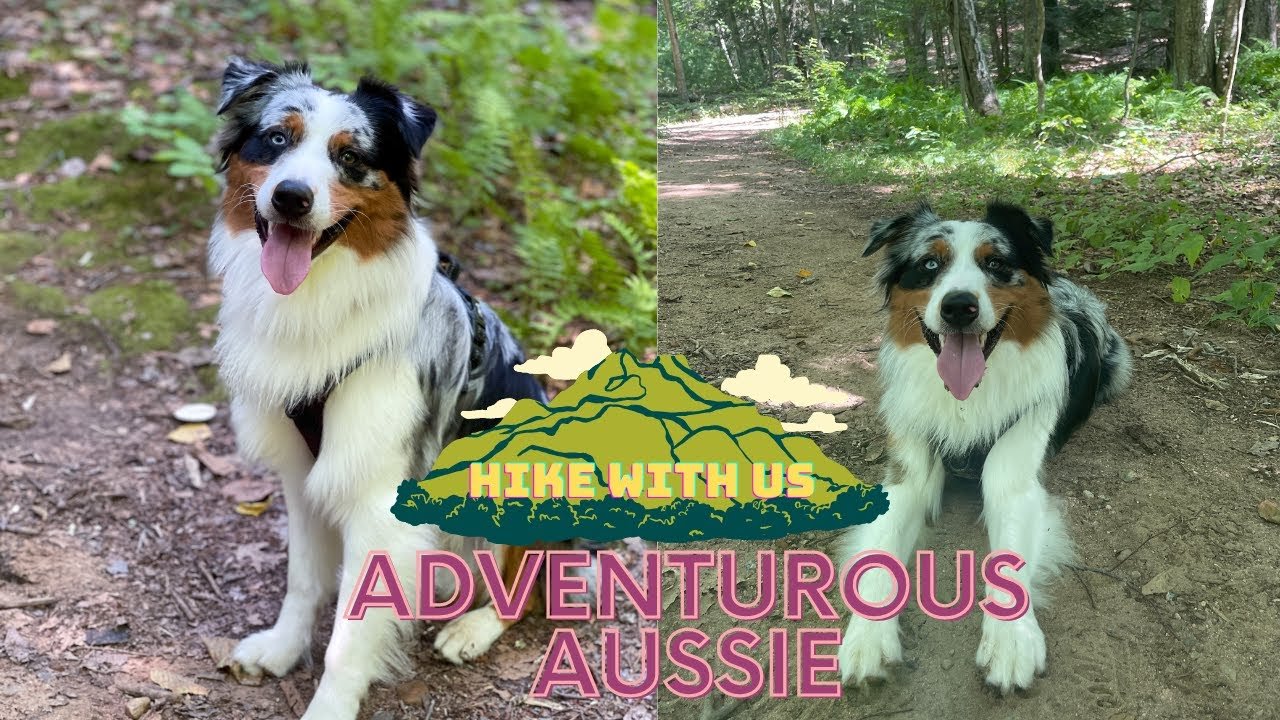 How Do I Introduce My Australian Shepherd To Off-leash Training?