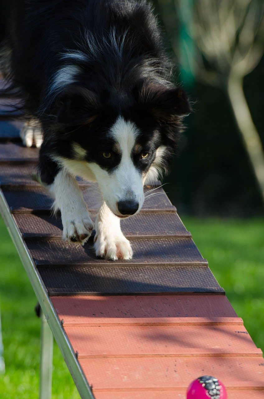 How Do You Socialize A Border Collie Puppy?