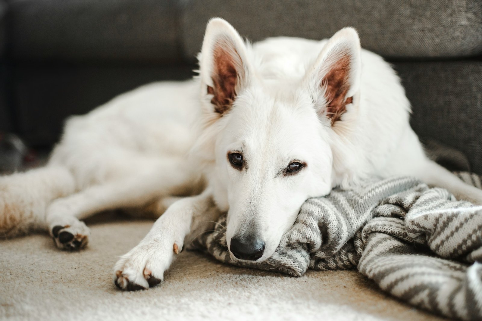 Can White Shepherds Live In Apartments?