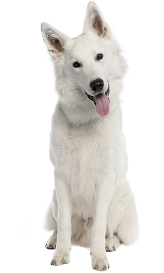 How Do You Train A White Shepherd For Obedience?