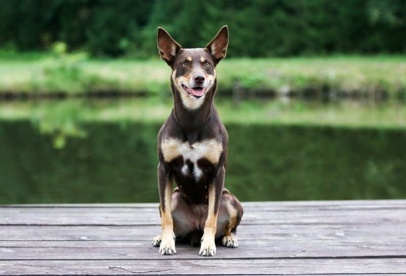 What Are The Signs Of A Well-socialized Australian Kelpie?