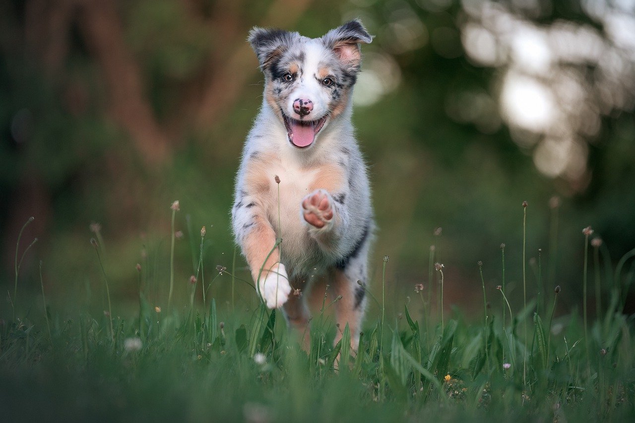 Can Australian Shepherds Be Trained For Herding?