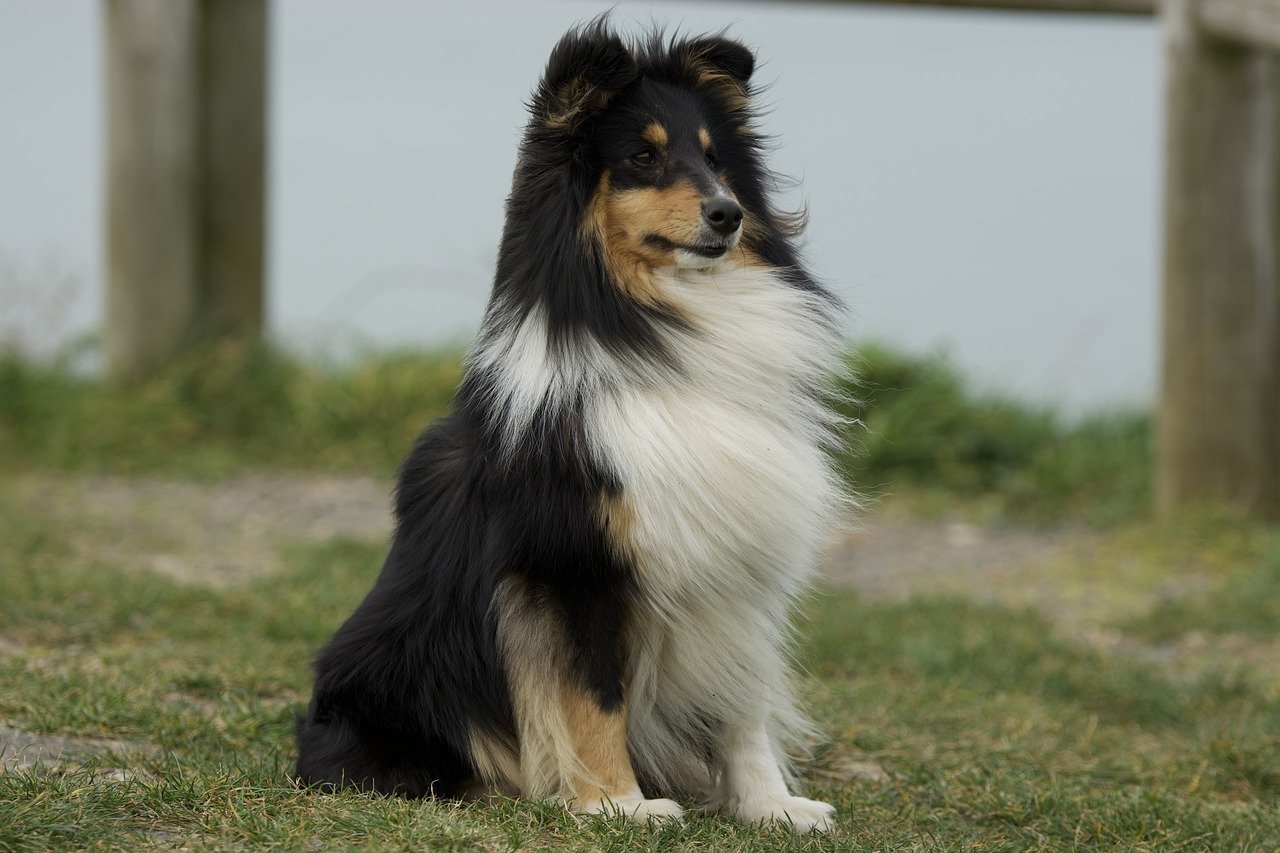 How Do I Train My Shetland Sheepdog For Recall In Outdoor Settings?