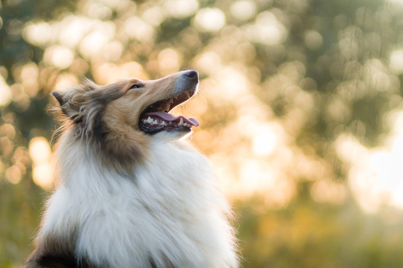 How Can I Address Fear Or Anxiety Issues During Training With My Collie?