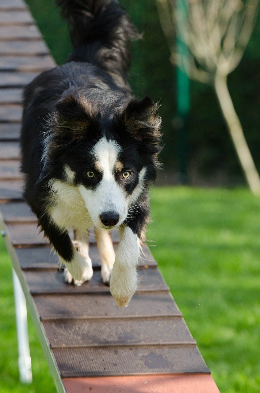 What Are The Signs That My Border Collie Is Ready For Advanced Agility Challenges?