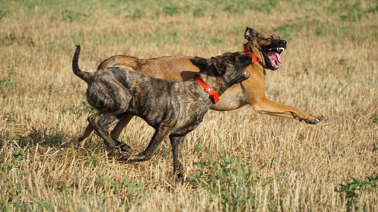 What Is The Prey Drive Of A Dutch Shepherd?