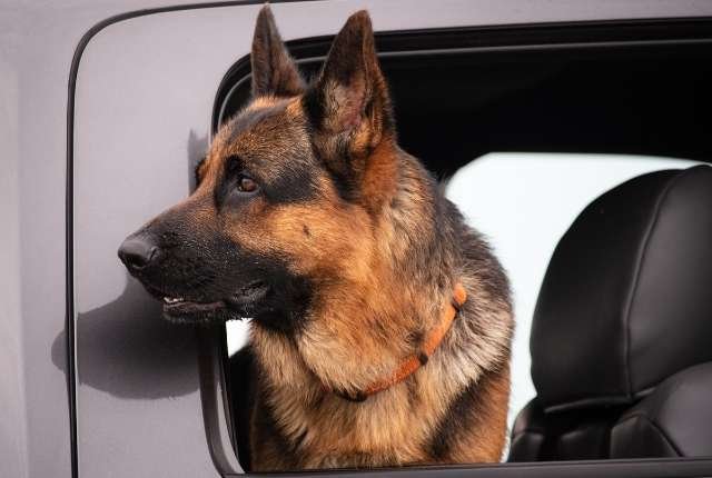 How Can I Teach My German Shepherd To Be Calm During Car Rides?