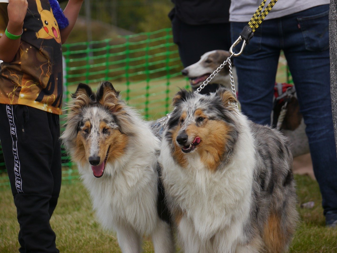 How Can I Create A Variety Of Tracking Exercises For My Rough Collie?