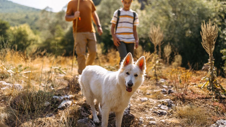 What Are The Best Methods For Reinforcing Recall With A White Swiss Shepherd?