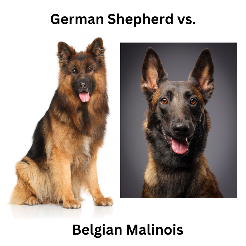 What’s The Difference Between A German Shepherd And A Belgian Malinois?