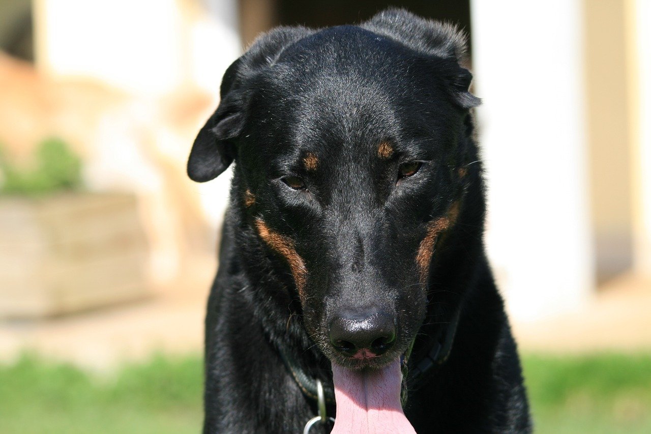 Meet the Beauceron: France’s Best-Kept Canine Secret