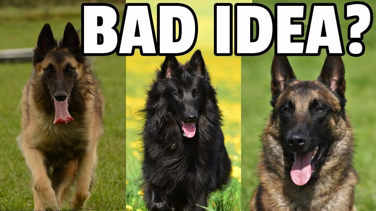 What You Should Know Before Getting a Belgian Shepherd