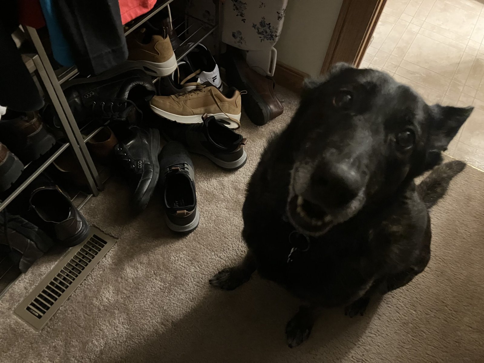 🐶 A Shoe Connoisseur Named Zoey